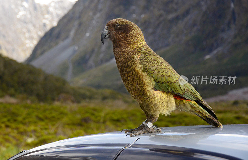 Kea Bird，新西兰